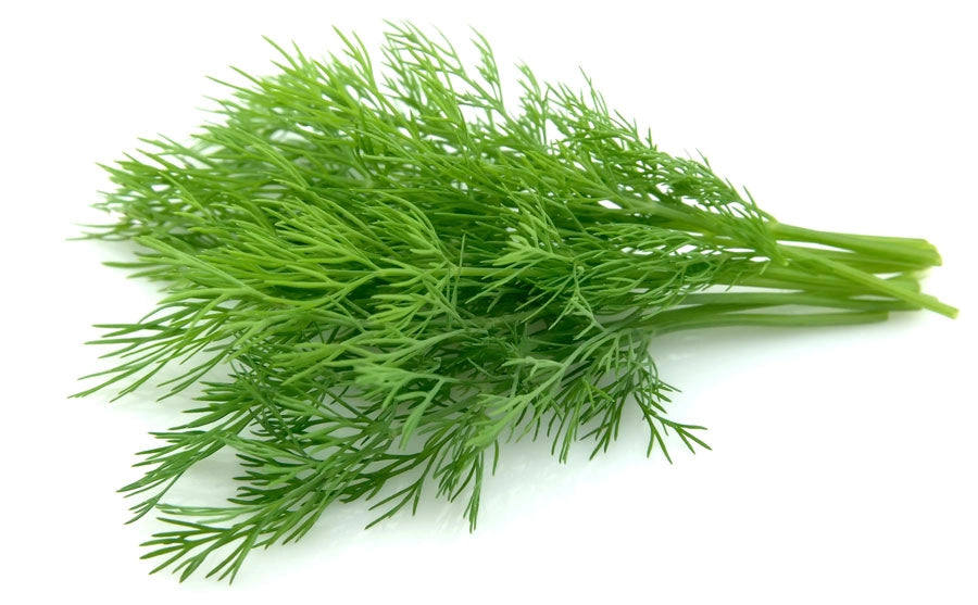 Aneto in Vaso 14 cm – Altezza 20 cm, Pianta Aromatica