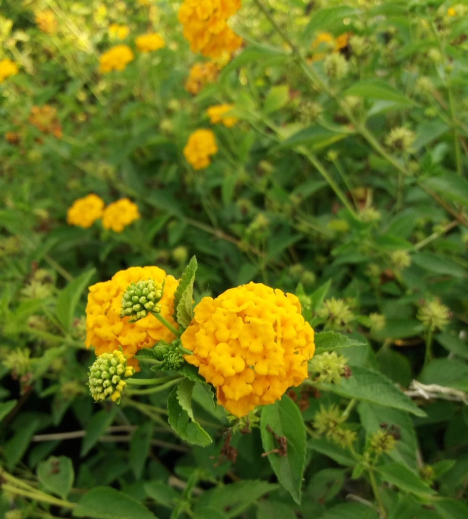 Lantana sellowiana gialla/arancio - Pianta Strisciante da esterno Vaso 14 cm Foto Reali