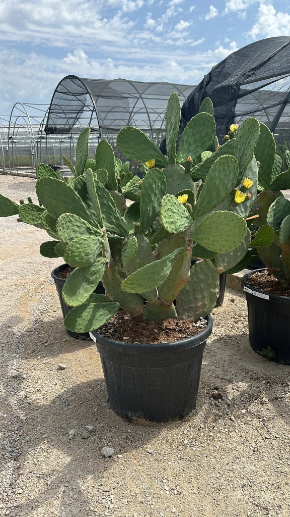 OPUNTIA FICUS INDICA VASO 70 Lt.110 (E.Q.)