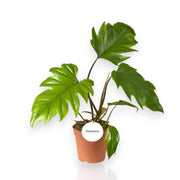 Gardenaria Philodendron 'Mayoi' - Pianta da interno ornamentale Altezza: 30 cm (vaso 12)