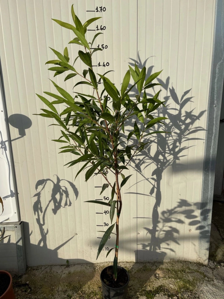 Syzygium jambos (Melarosa)