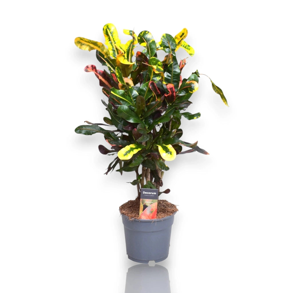 Gardenaria Codiaeum variegatum 'Mammi' - Pianta da interno ornamentale Altezza: 130 cm (vaso 27)