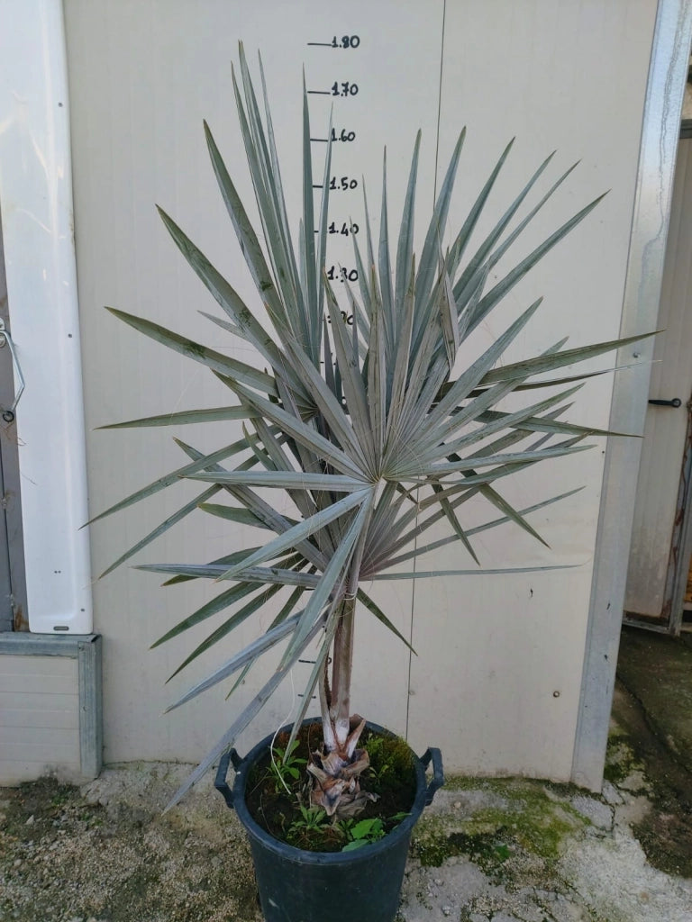 Bismarckia nobilis - Bismarkia nobilis vaso 26cm H 130cm