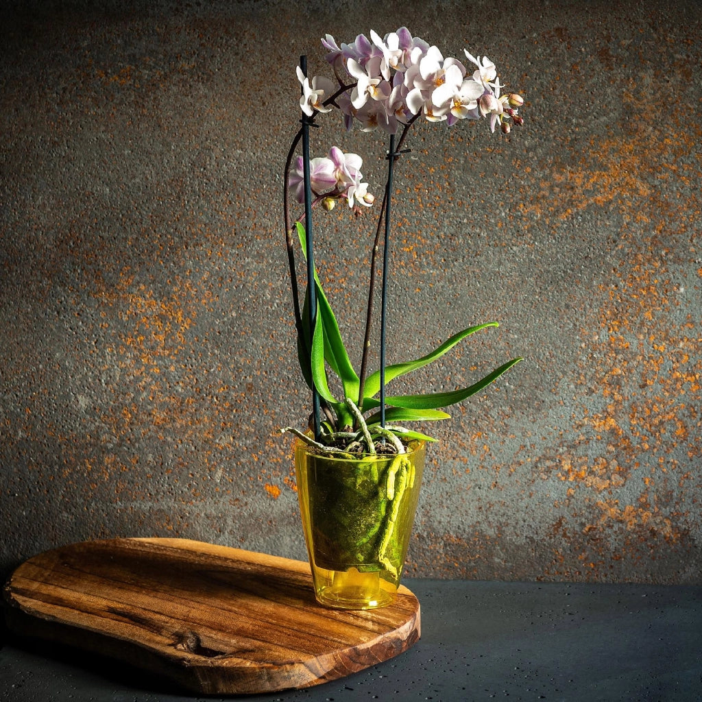 Copertura per vaso da fiori KADAX per orchidee, supporto per fiori, piante in plastica, giallo, tinta unita, 9 cm
