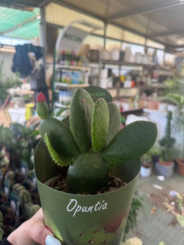 Opuntia inamoena vaso 14 cm – Cactus ornamentale