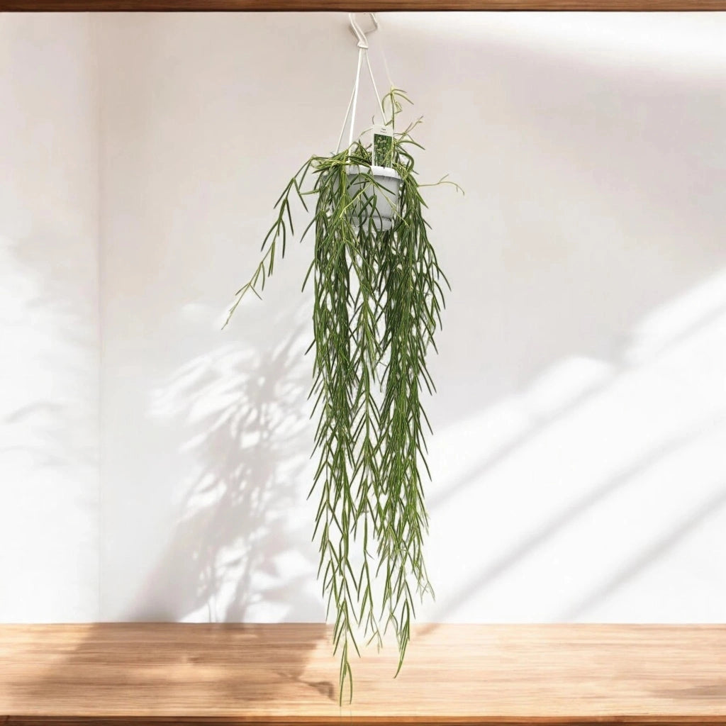 Gardenaria Hoya linearis - Pianta da interno ornamentale Altezza: 40 cm (vaso 12)