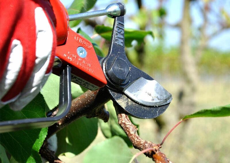 Forbice da potatura pneumatica Lisam Sly per frutteto e oliveto con olio Slip - Solo Forbice