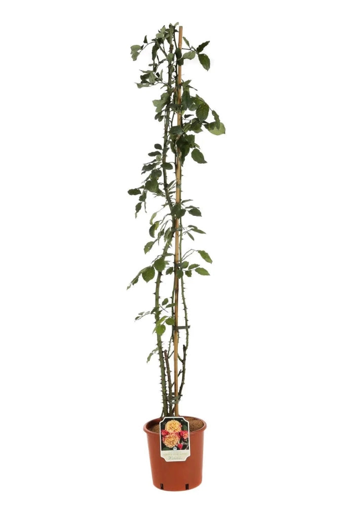 Gardenaria Rosa 'Aloha' - Rosa da giardino Altezza: 40/50 cm (vaso20)