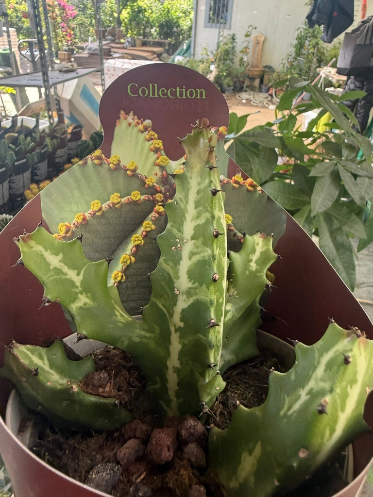 Euphorbia lactea vaso 14 cm – Pianta succulenta