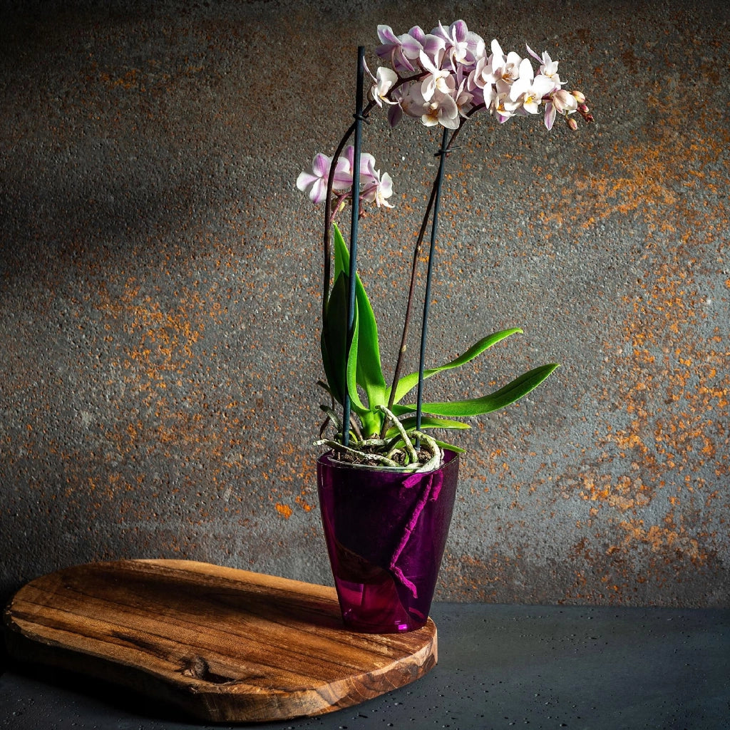 Vaso da fiori KADAX per orchidee, in plastica, viola, 13 cm
