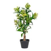 Pianta Artificiale Skimmia, Verde, Polietilene, 40x40x75 cm