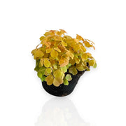 Gardenaria Oxalis triangularis gialla - Pianta da interno ornamentale Altezza: 15 cm (vaso 10)