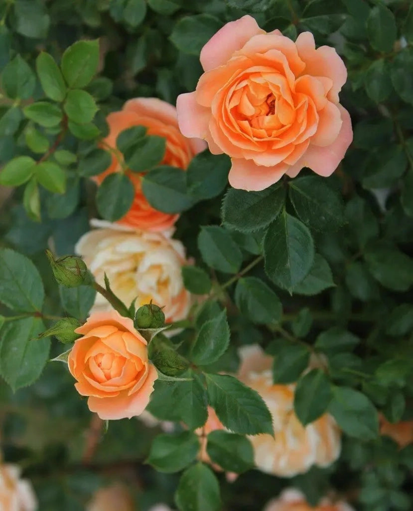 Gardenaria Rosa 'Aloha' - Rosa da giardino Altezza: 40/50 cm (vaso20)
