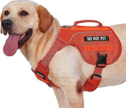 Coda di Cavallo per Cani (arancione, M)
