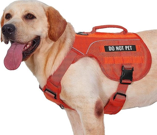 Coda di Cavallo per Cani (arancione, M)