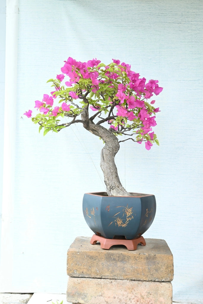 BOUGANVILLEA MULTICOLOR (BUGANVILLEA) BONSAI MINITHAI VASO 45