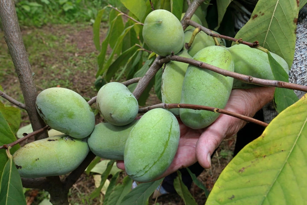 Pianta di Asimina Triloba Sunflower innestata AUTOFERTILE  h 60cm banano di montagna del nord foto reali