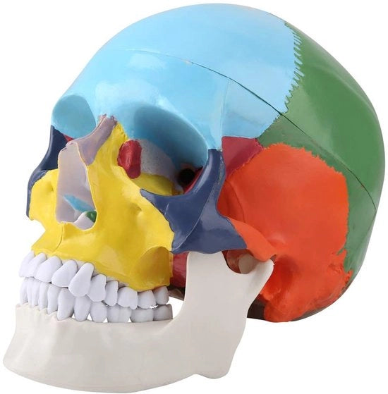 1 di Grande Dimensione - Modello Anatomico - Calotta Cerebrale Colorata - Tridimensionale - Alta Qualità di Montaggio - Adatto per le Lezioni di Anatomia - Modello Anatomico