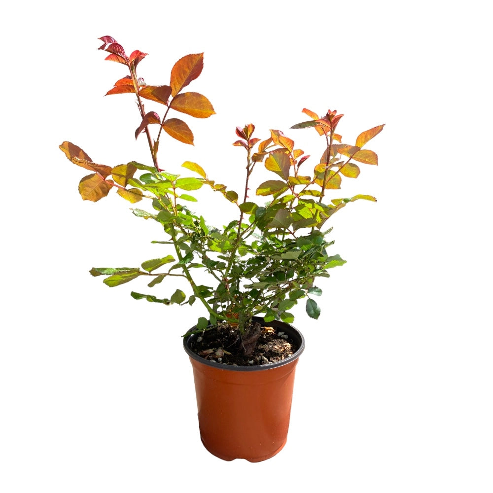 Pianta ROSA CASANOVA ® MEILLAND gialla cespuglio vaso 19 cm AMDGarden
