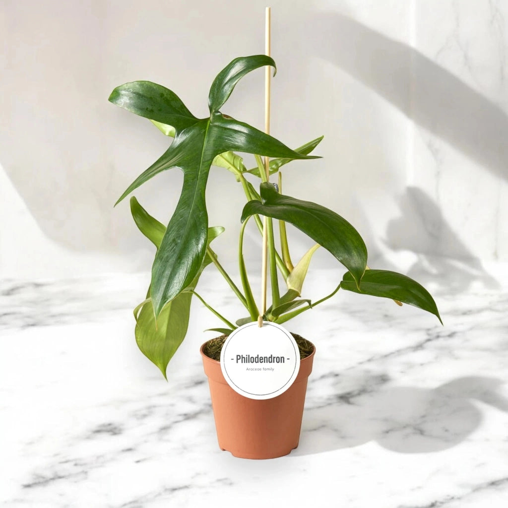 Gardenaria Philodendron 'Gladhands' - Pianta da interno ornamentale Altezza: 40 cm (vaso 12)