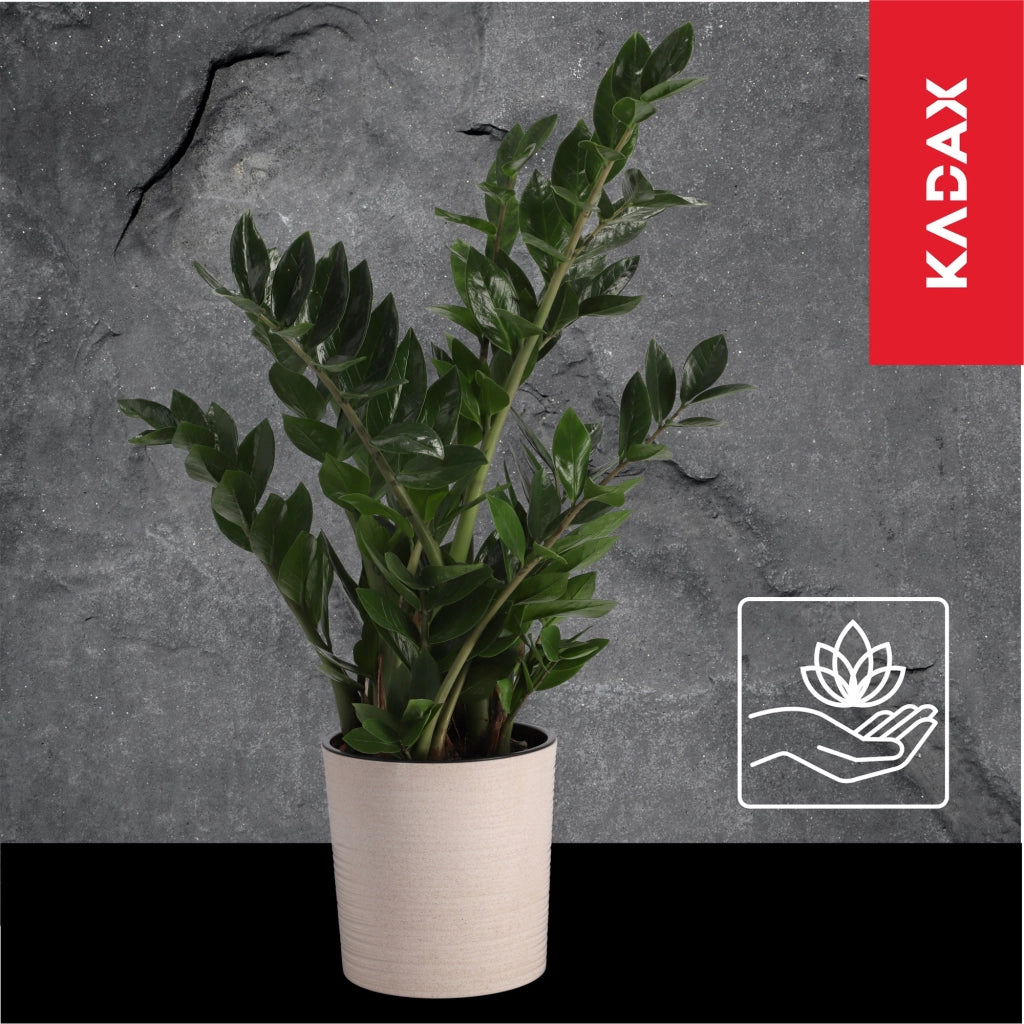 Vaso da fiori KADAX, supporto per fiori, 19 cm, per soggiorno, beige + inserto