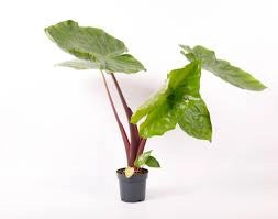 Alocasia Other Imperial Red Vaso 24 – Pianta tropicale ornamentale