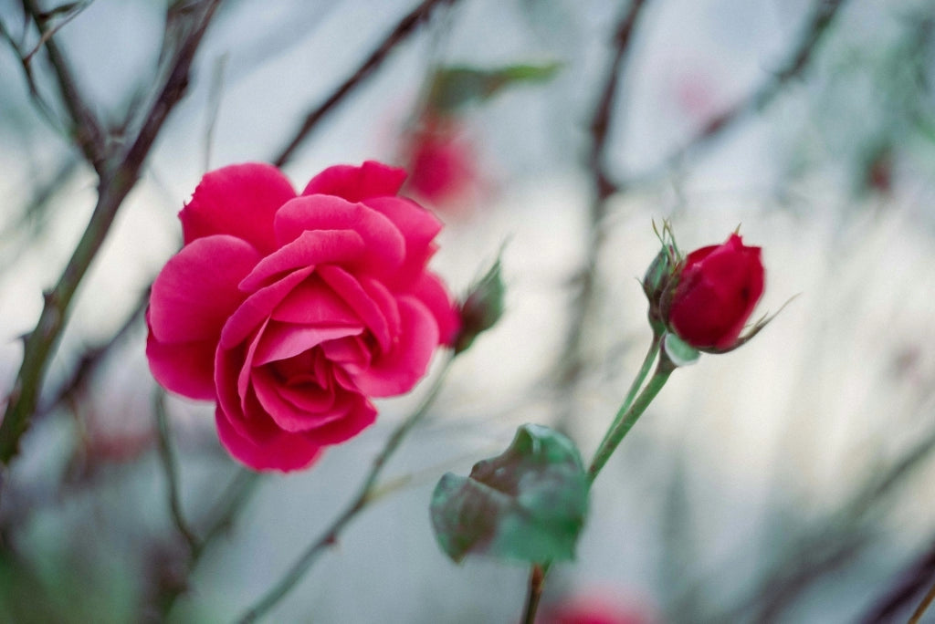 ROSA M. CANTATORE VASO 24
