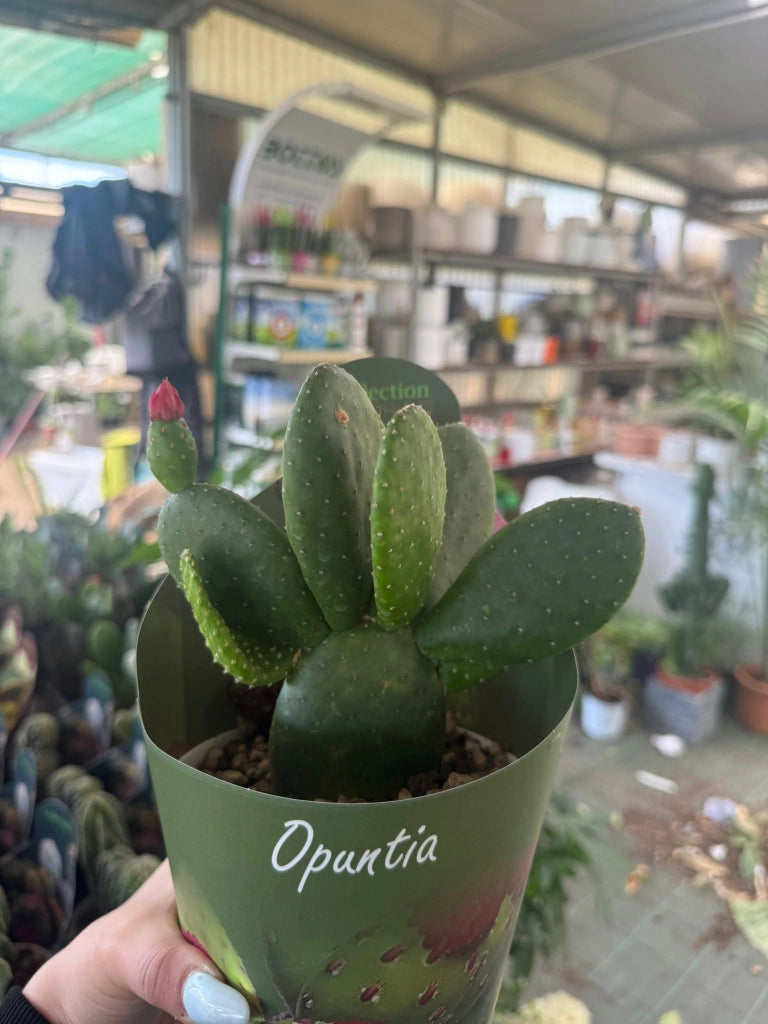 Opuntia inamoena vaso 14 cm – Cactus ornamentale