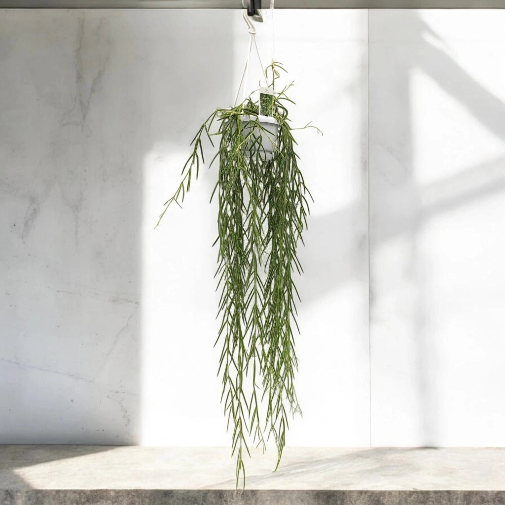 Gardenaria Hoya linearis - Pianta da interno ornamentale Altezza: 40 cm (vaso 12)