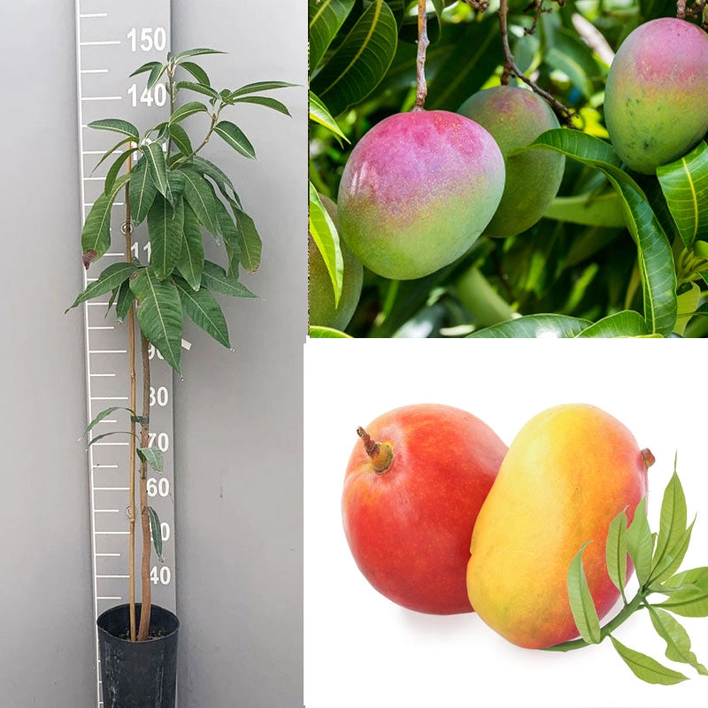 Pianta di Mango Lemon Zest – Varietà Tropicale dal Sapore Agrumato