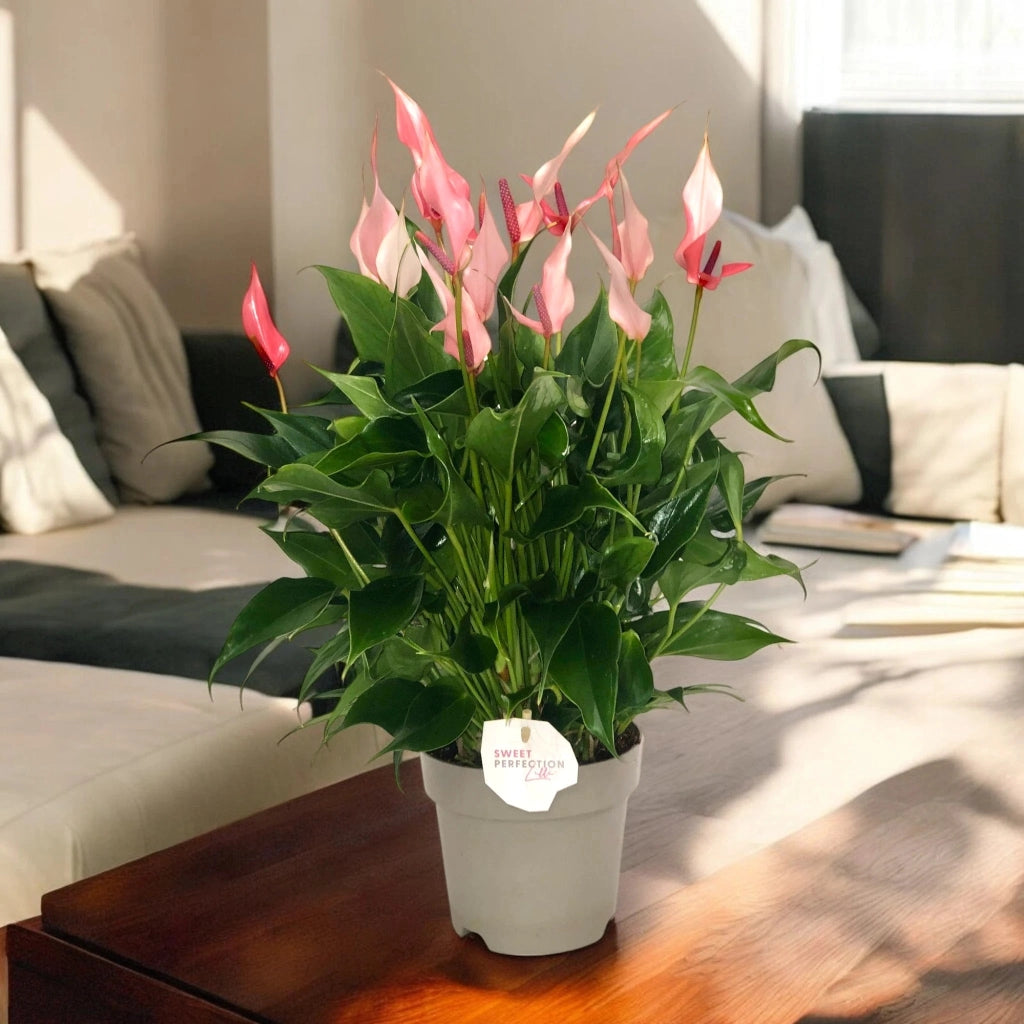 Gardenaria Anthurium 'Lilli' - Pianta da interno ornamentale Altezza: 40 cm (vaso 14)