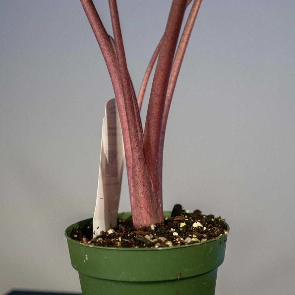 Alocasia Other Imperial Red Vaso 24 – Pianta tropicale ornamentale