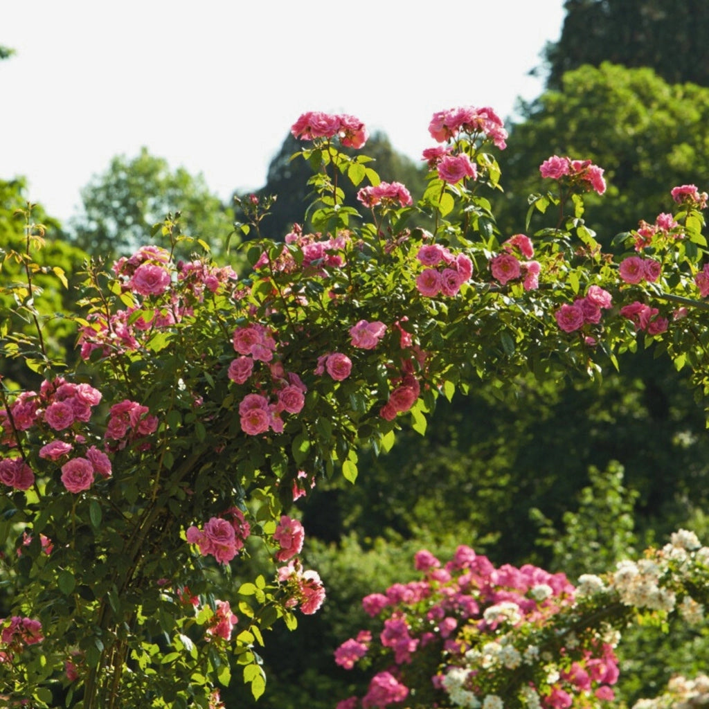 Gardenaria Rosa 'Camelot' - Rosa da giardino Altezza: 40/50 cm (vaso20)