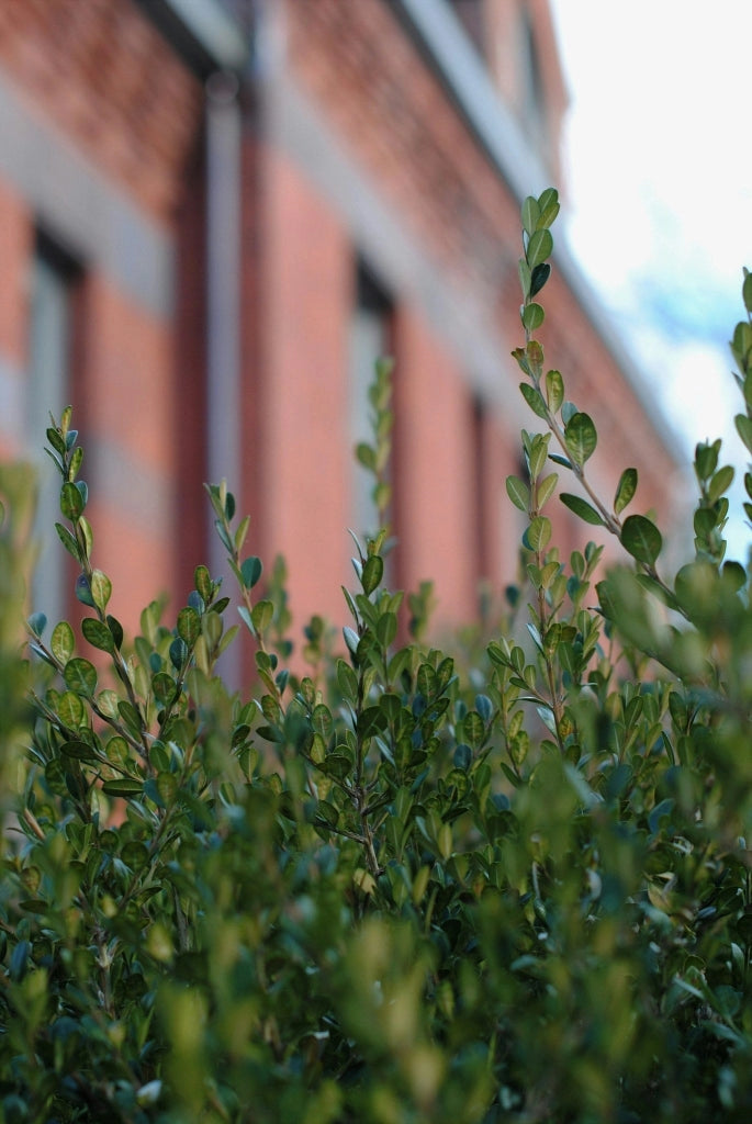 BUXUS SEMPERVIRENS (BOSSO COMUNE) VARIEGATO VASO 18