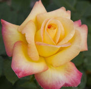 Rosa Oriental PEACE ® Baipeace