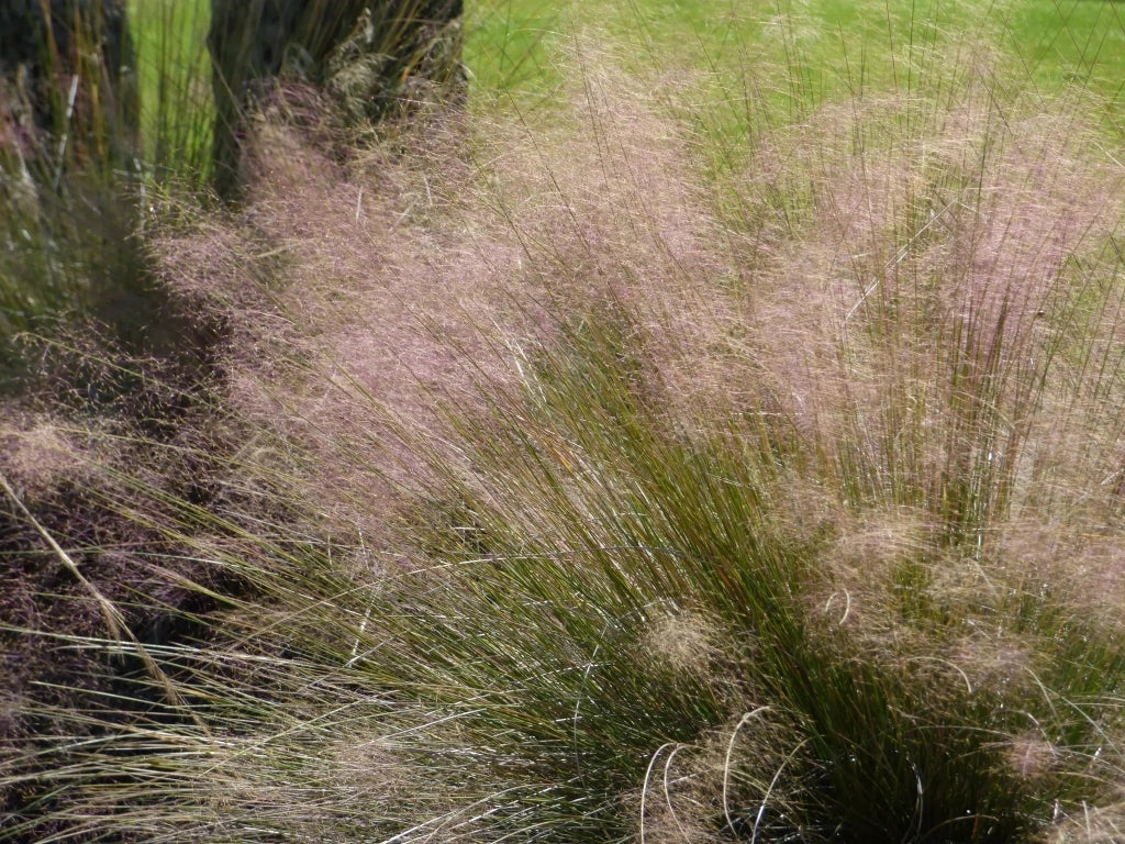 Gardenaria Muhlenbergia capillaris - Graminacea ornamentale da esterno Altezza: 120 cm (vaso 24)