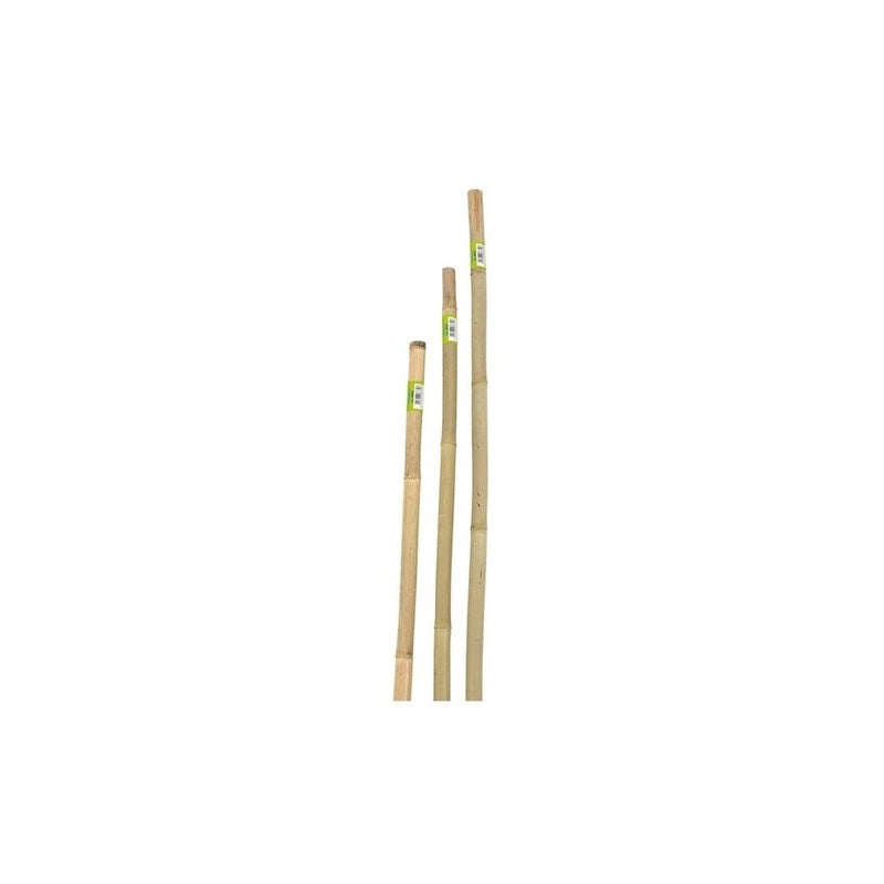 CANNA IN BAMBOO D.22-24 H.240