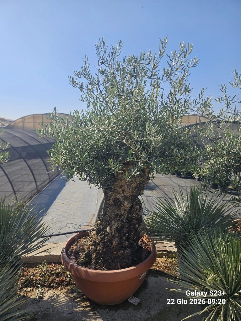 OLEA EUROPAEA BONSAI CIOTOLA 90 CRF.100/140 Lt.160