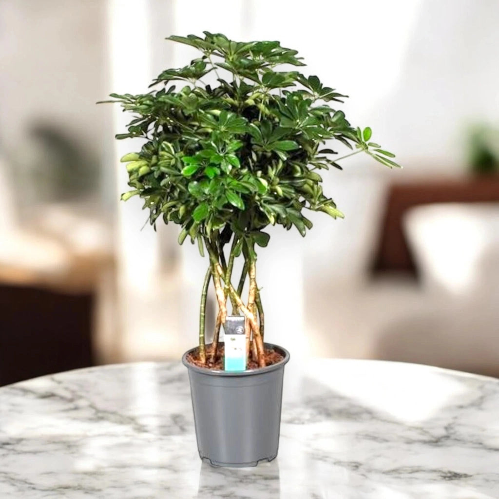 Gardenaria Schefflera arboricola 'Compacta' - Pianta da interno ornamentale Altezza: 190 cm (vaso 45)