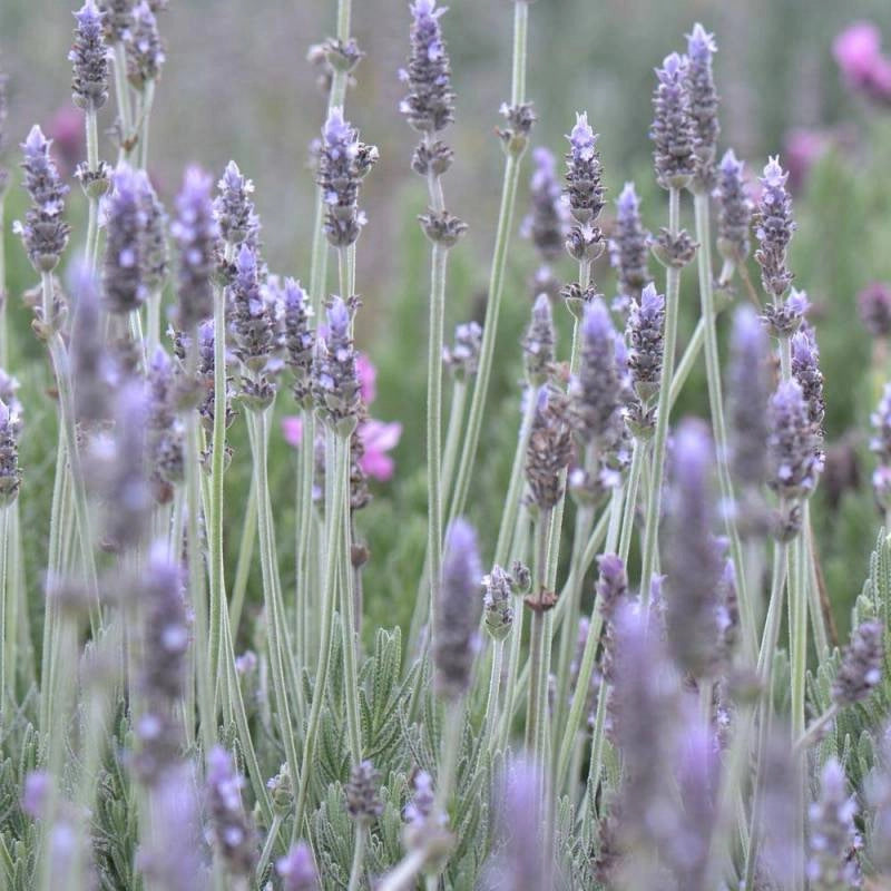 Lavandula dentata in vaso 18 – lavanda ornamentale sempreverde