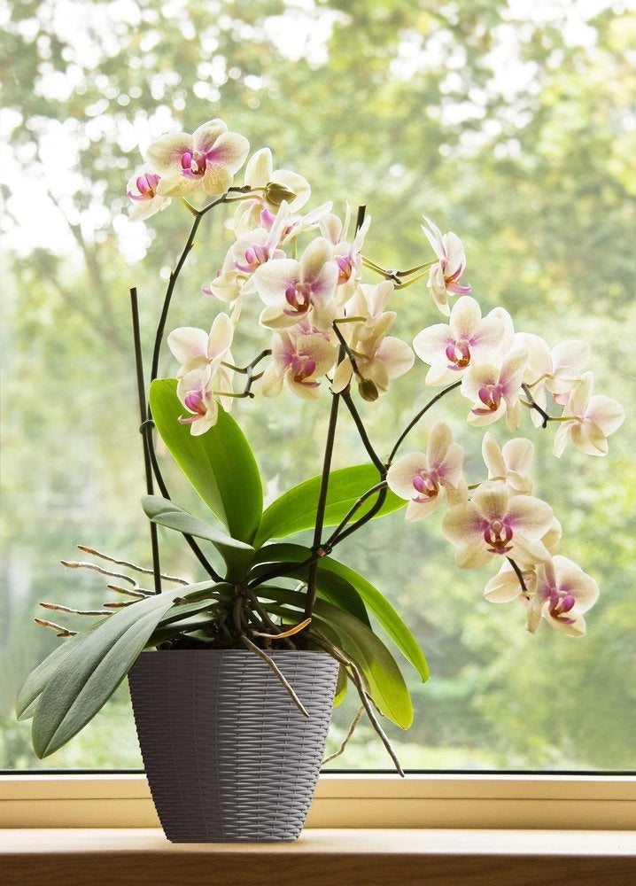 BAMA PORTAVASO PAGLIA 14CM ANTRACITE
