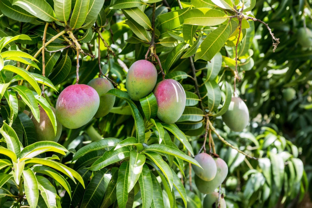 Pianta di Mango Lemon Zest – Varietà Tropicale dal Sapore Agrumato
