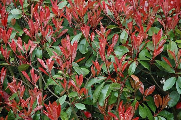 40 Piante di photinia h 170/180 cm piante per siepi