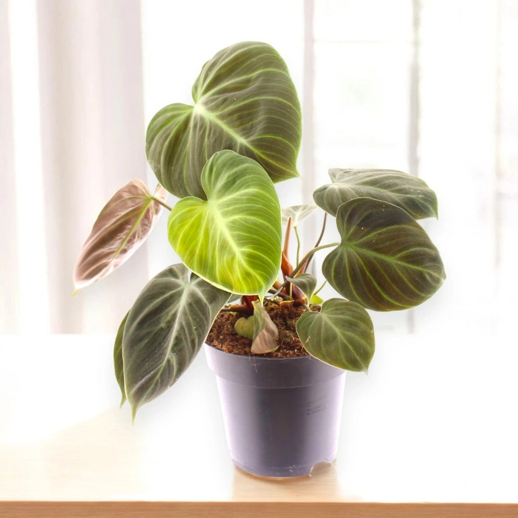 Gardenaria Philodendron 'Choco red' - Pianta da interno ornamentale Altezza: 40 cm (vaso 12)