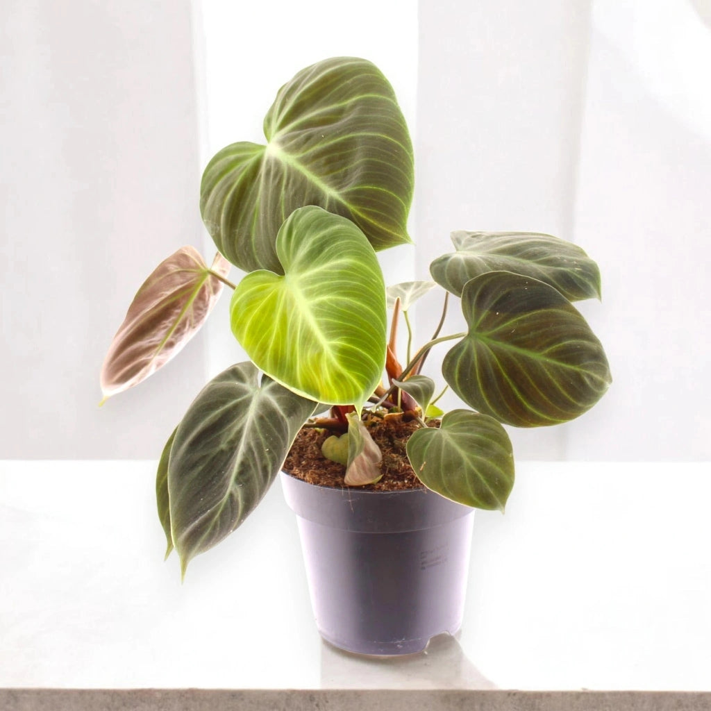 Gardenaria Philodendron 'Choco red' - Pianta da interno ornamentale Altezza: 40 cm (vaso 12)