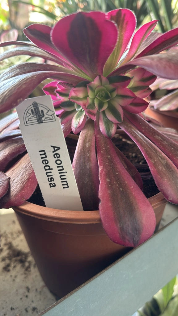 Pianta Aeonium medusa, foto reali