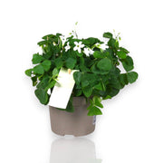 Gardenaria Oxalis triangularis papilionacea - Pianta da interno ornamentale Altezza: 20 cm (vaso 12)