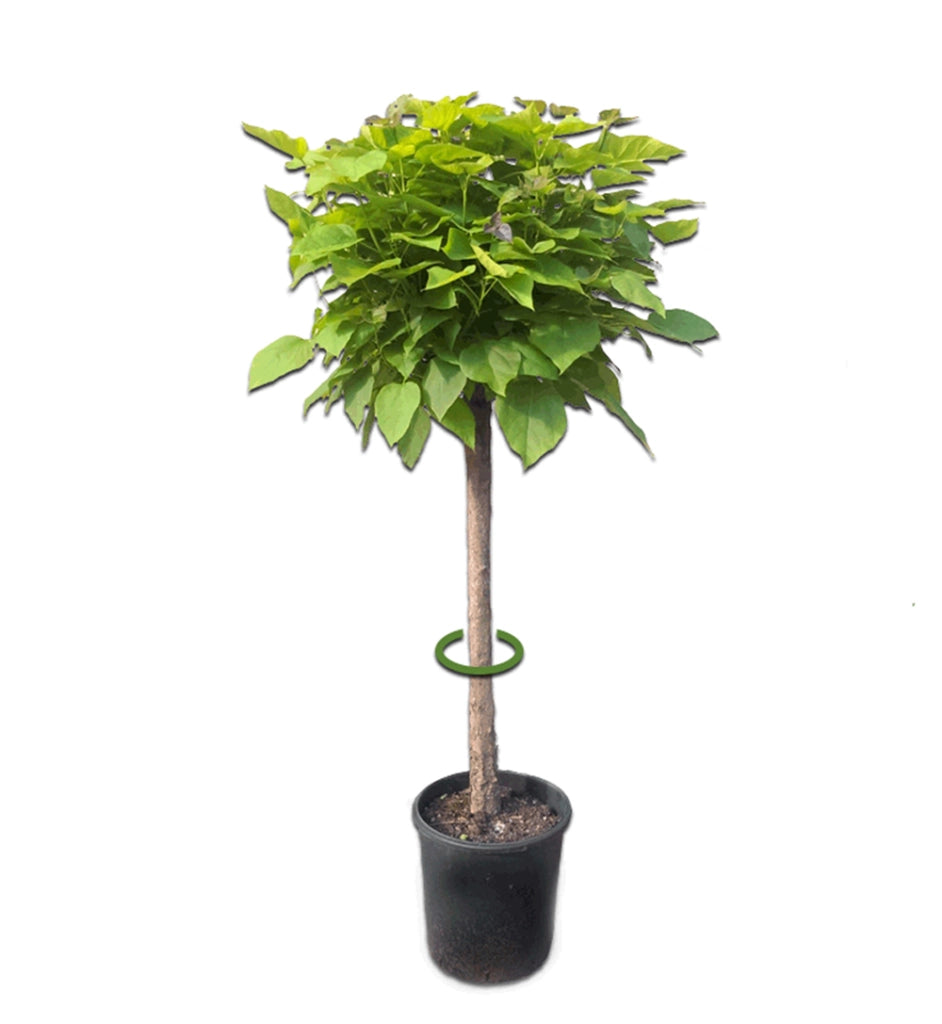 Pianta Catambra mezzo fusto Ambrogio Italia Dimensione fusto: Da 6cm a 8cm