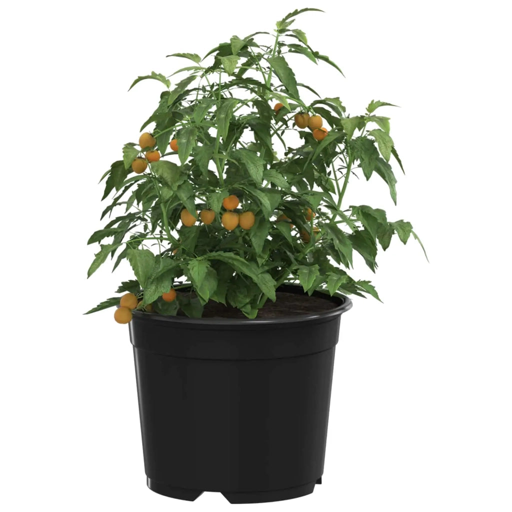 Vaso Rotondo per Fiori 50 pcs Nero Ø 10 x 8 cm Plastica 42029490