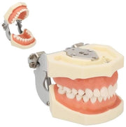 Modello di Tanti - Modello per Cisti Maxillare - Tegumento Dentale - Modello di Allenamento - Modello di Addestramento Pratico - Modello di Abcesso Rimovibile - Modello di Istruzione